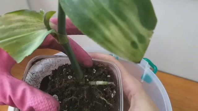 День катастроф?Комнатные растения?Традесканция застенчивая невеста?Адениумы с алиэкспресс - обзор? смотреть онлайн