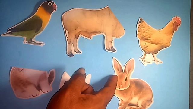 3, Potongan Hewan, Burung, Ayam, Sapi, Kucing, Kelinci