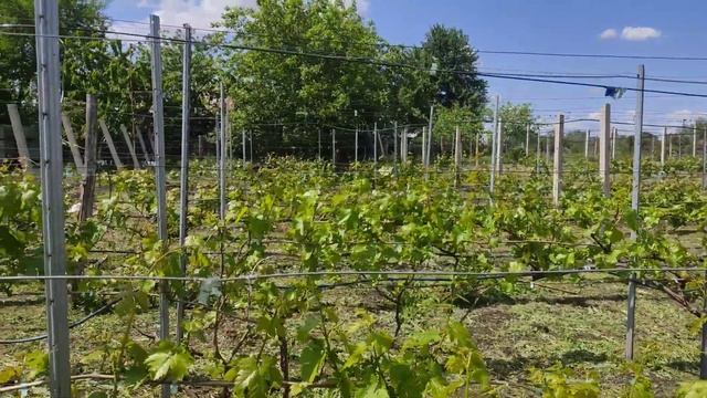 Сравнение к-ш Гелиодор,Цимус и Бесподобный,состояние моего виноградника на 25.05.21 смотреть онлайн