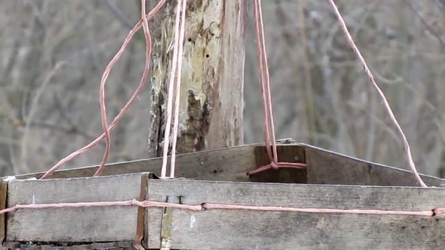 синицы 4 вида смотреть онлайн