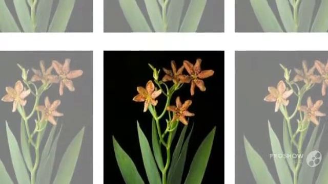 Belamcanda - garden plants смотреть онлайн