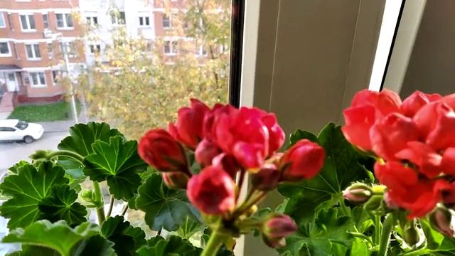 Пеларгонии тюльпановидные. смотреть онлайн