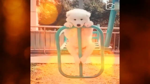 Милые и смешные животные (подборка фотографий) смотреть онлайн