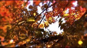 Чёрный Кофе  - Листья