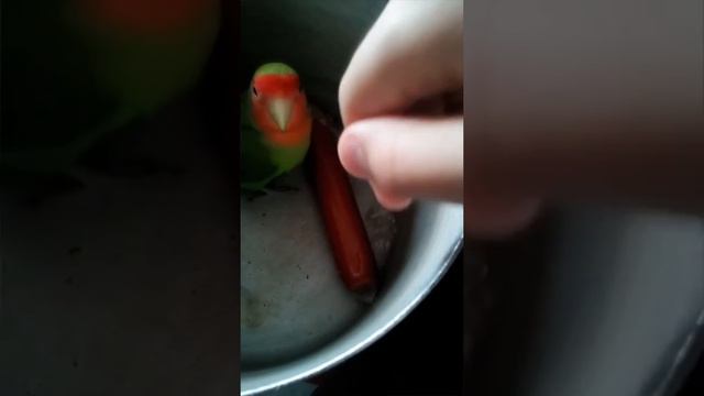 Попугай Джонни ест сосиску и кусается. смотреть онлайн