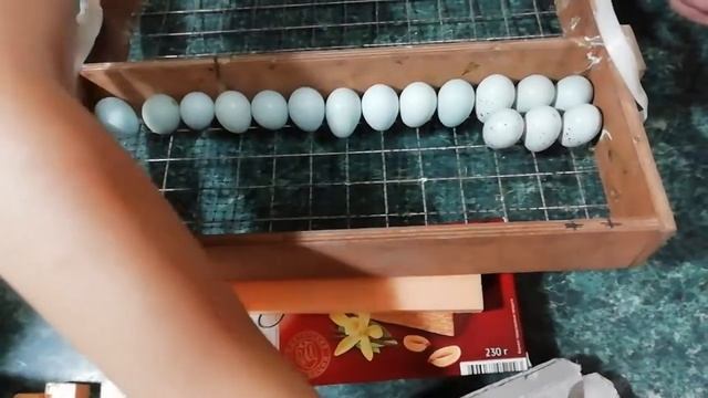 Селадоны Закладка в инкубатор смотреть онлайн