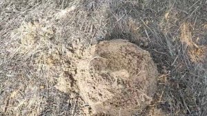 Коп с АКА Интроник.;)