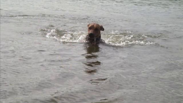RHODESIAN RIDGEBACK Родезийский риджбек Мэгги 1. На Оке смотреть онлайн