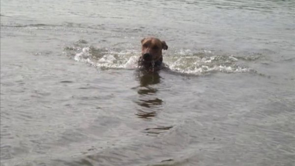 RHODESIAN RIDGEBACK Родезийский риджбек Мэгги 1. На Оке