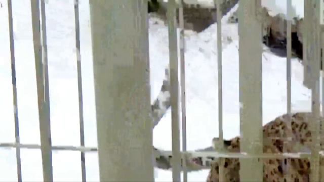 Леопард Хасан ругается и требует мяса🐆 🍖 ПАРК ЗЕМЛЯ ПРАЙДА 🌿 смотреть онлайн