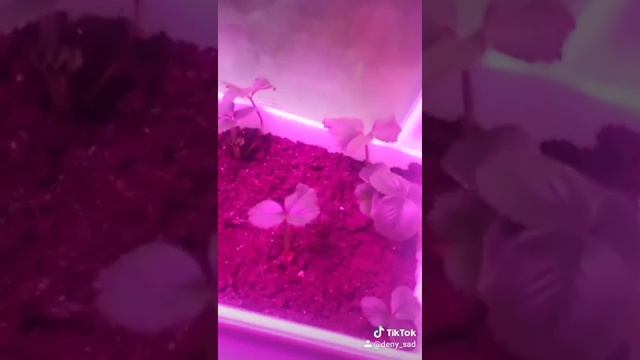 Клубника на подоконнике зимой) смотреть онлайн