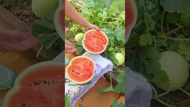 Сосновый Бор Лен область 12 августа дегустация арбуза