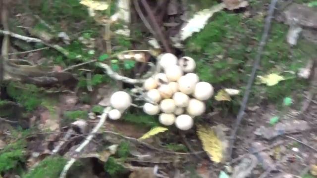 Дождевики, незаслуженно обойденные грибы смотреть онлайн