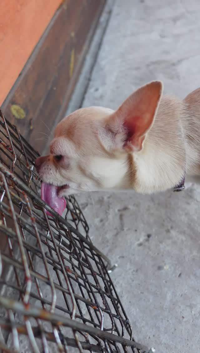 СОВСЕМ ХОЗЯЙКА НЕ КОРМИТ 😂😂😂 смотреть онлайн