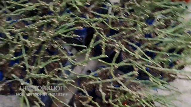 ИХ ЖДАЛИ ПОЛ ГОДА! Начинаем ОТПРАВКУ РОЗ! Показываю КАЧЕСТВО САЖЕНЦЕВ смотреть онлайн