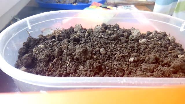 Посадили чорнобривци розлоги БОНІТА БОЛЕРО смотреть онлайн