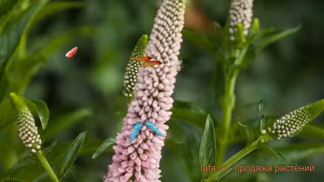 Вероника обыкновенный Фёст Чойс (veronica) ? Фёст Чойс обзор: как сажать, саженцы вероники Фёст Чой смотреть онлайн