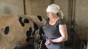 МАСТИТ у коровы, часть 2/Ставим КАПЕЛЬНИЦУ В МОЛОЧНУЮ ВЕНУ корове/