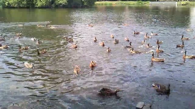 Кормление городских уток... смотреть онлайн