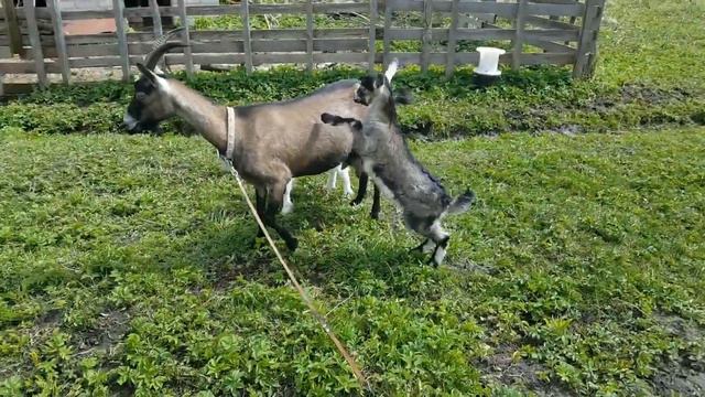 Обшивка стены. Хуторская молодежь. смотреть онлайн