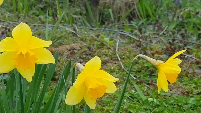 Нарциссы. Стихи. Цветы из моего сада смотреть онлайн