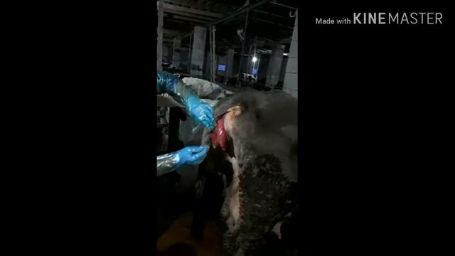 #ВыпадениеМатки #КРС Что делать при выпадении матки у коровы после родов. Экстренная ветпомощь. смотреть онлайн