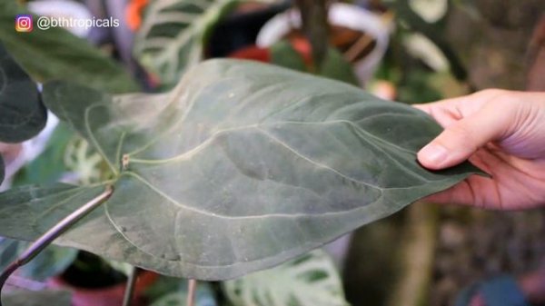 VARIAN ANTHURIUM PAPILLILAMINUM