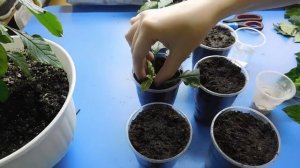 КРОССАНДРА ! РАЗМНОЖЕНИЕ ЧЕРЕНКАМИ  В ДОМАШНИХ УСЛОВИЯХ !