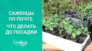 Саженцы по почте.  Что делать до посадки?