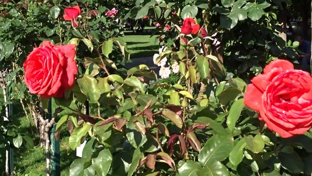 Rosa ´Duftwolke´