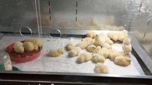 ПОНОС У ЦЫПЛЯТ -  СРОЧНОЕ ЛЕЧЕНИЕ !