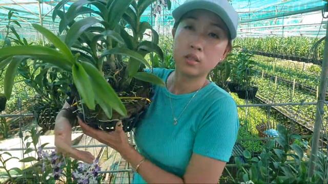 SIÊU PHẨM LIVE VƯỜN смотреть онлайн