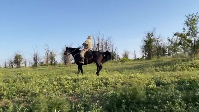 Москва . 5-летний жеребец, держал табун 2 года. смотреть онлайн