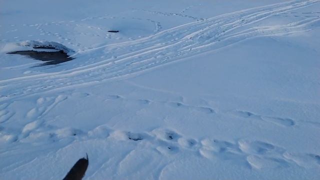 мотобуксировщик Forza 15-покатушки по реке БИЯ#мотособака#мотобуксировщик смотреть онлайн