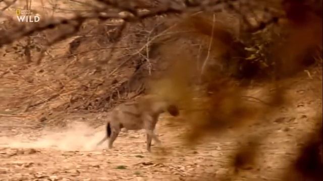 Nat Geo Wild: Африканские охотники 2 сезон 4 серия - Пропавший принц смотреть онлайн