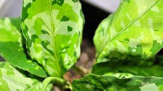 Виды и сорта Аглаонемы!