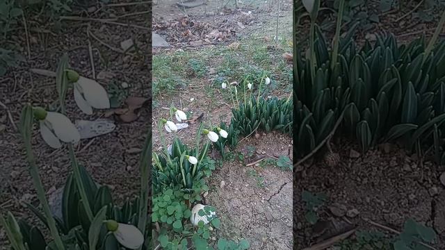 Подснежники в Крыму. смотреть онлайн