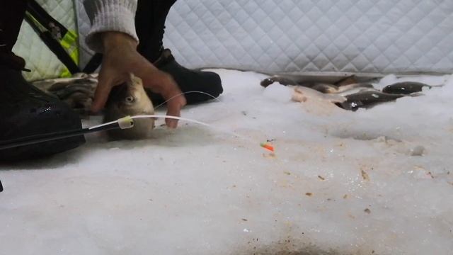 ловля карася зимой в декабре со льда смотреть онлайн