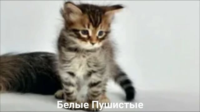 СИБИРСКАЯ КОШКА?/Кошки/Животные/Интересные факты смотреть онлайн