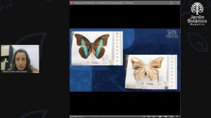 Live Botánico: Biodiversidad para todos: Insectos del Valle de Aburrá