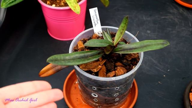 Slipper Orchids Update #2 - Mottled-leaf Paphiopedilums смотреть онлайн