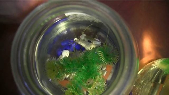 Живородящая рыбка "Гуппи" смотреть онлайн