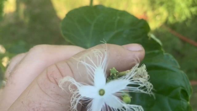 Indian Python Snake Bean - A Food Security Plant? смотреть онлайн