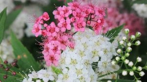 Спирея японская - описание, посадка, уход, размножение и с чем сочетать.