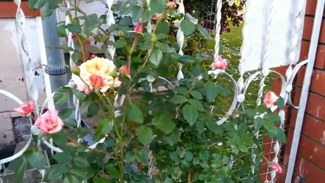 Роза "Барок", цветение. Июнь 2021. смотреть онлайн