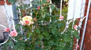 Роза "Барок", цветение. Июнь 2021.