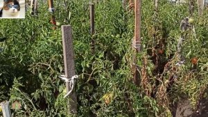 Как правильно расположить грядки на участке по сторонам света