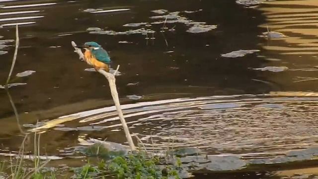 Обыкновенный зимородок (Alcedo atthis) купается. смотреть онлайн