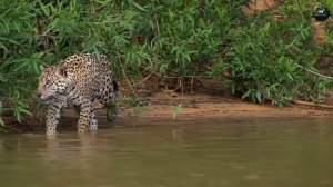 Самая большая кошка амазонии | Ягуар в деле