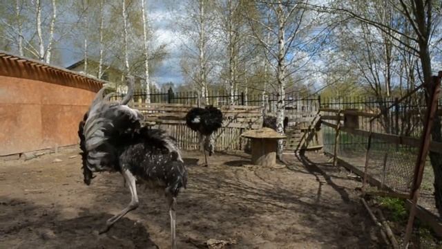 Цыганочка с выходом смотреть онлайн